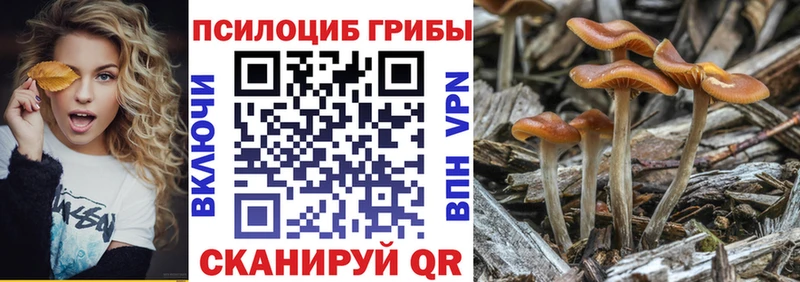 Псилоцибиновые грибы Psilocybe  Кропоткин 
